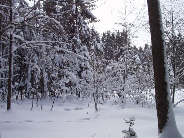 obrázek